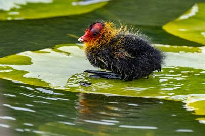 Dode meerkoeten gevonden in recreatieplas Stroombroek: zwemmen afgeraden vanwege blauwalg
