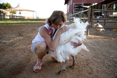 Op deze boerderij wordt geknuffeld met kippen en dragen kreupele schapen spalkjes