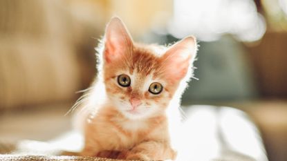 Regering verplicht sterilisatie van katten: "Enkel zo kunnen duizenden levens preventief gered worden"