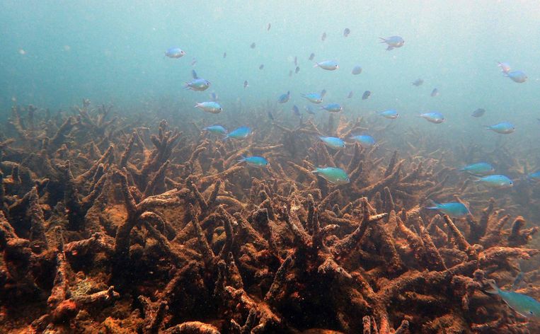 Liefst 95 procent van het Great Barrier Reef zou de laatste jaren verbleekt zijn.