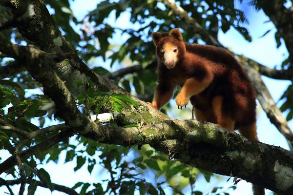 Islands in Time: A Wildlife Odyssey