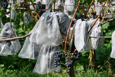 Betuwe is meer dan fruit: ‘We willen dit gebied verder uitdragen als wijnstreek’