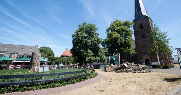 Laatste deel monumentale kastanje staat nog wegens hoornaarnest