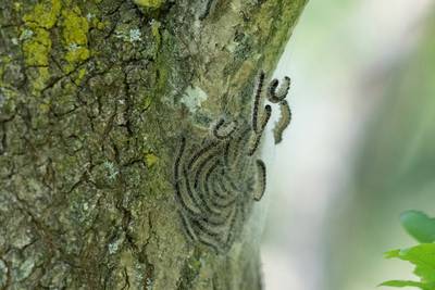 Hof van Twente begint met wegzuigen van nesten eikenprocessierups