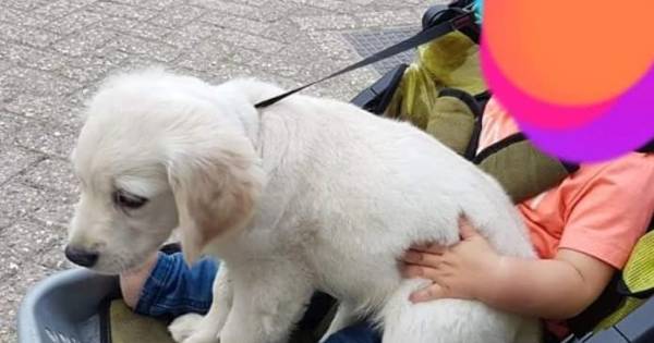 Gestolen puppy Pip teruggevonden in Zonnemaire