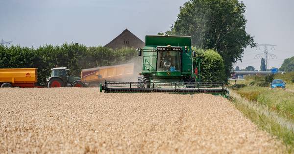 Extreem vroege graanoogst