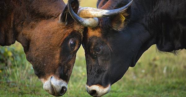 Taurossen op wieltjes, omdat ze te lui zijn om te lopen - BD.nl