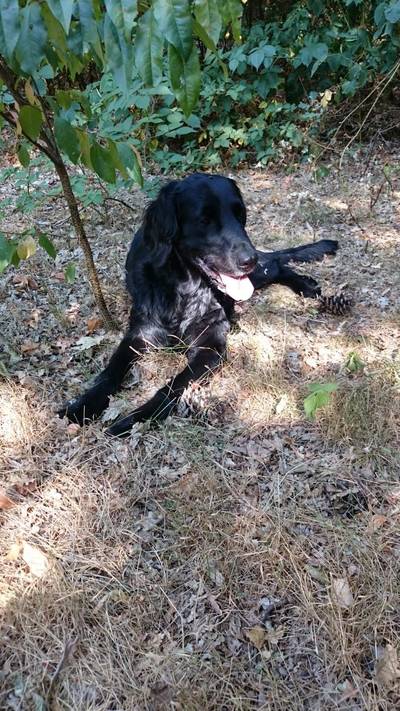 Niemand mist hond 'Lossie', maar hij wordt wél gezocht